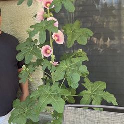 These Get To About 6-8 Ft Tall !