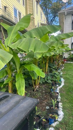 Banana tree