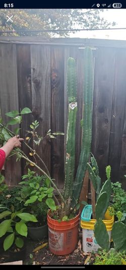 Cactus