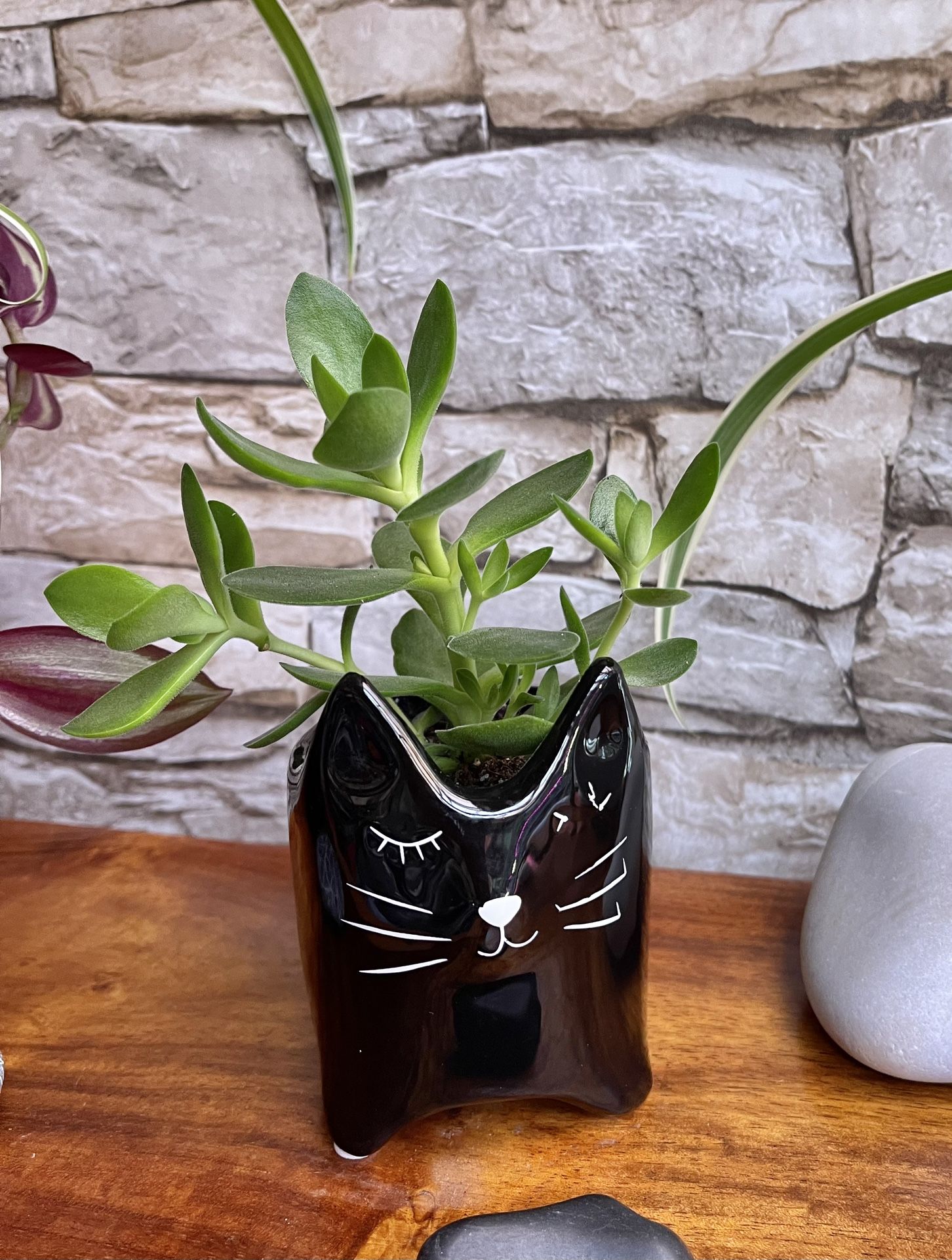 Succulent In Cute Ceramic Black Cat Pot 3.5"H.