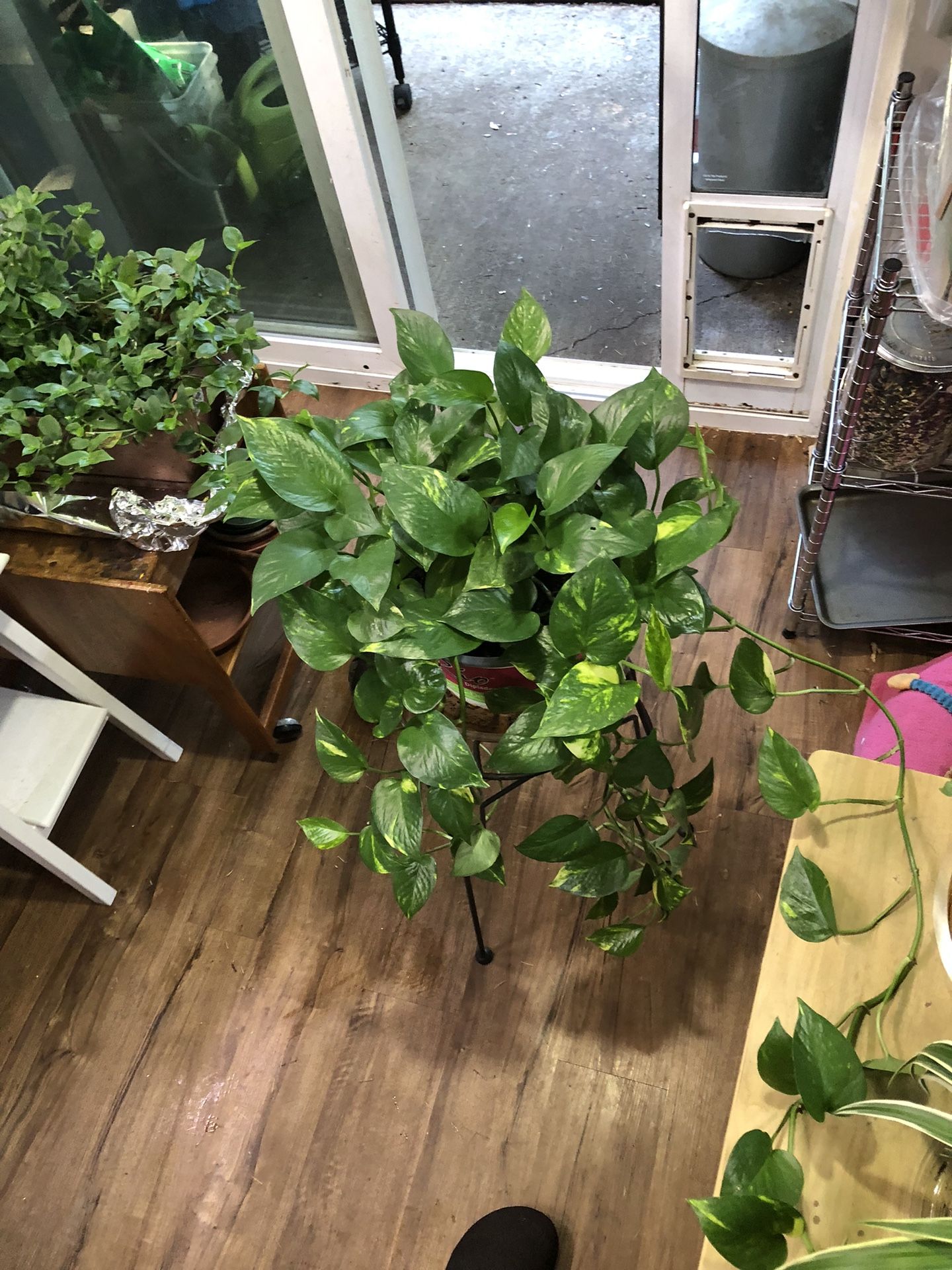Very Large Golden Pothos Vining Plant 🪴