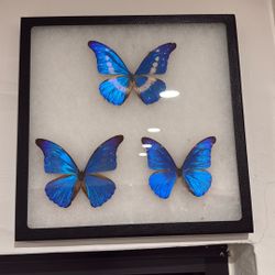 Morpho Rhettenor 