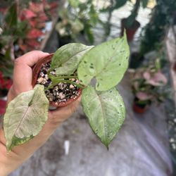 3” Syngonium Green Splash
