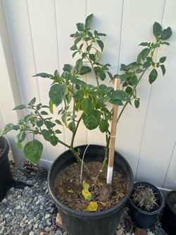 Plant of tomatillo