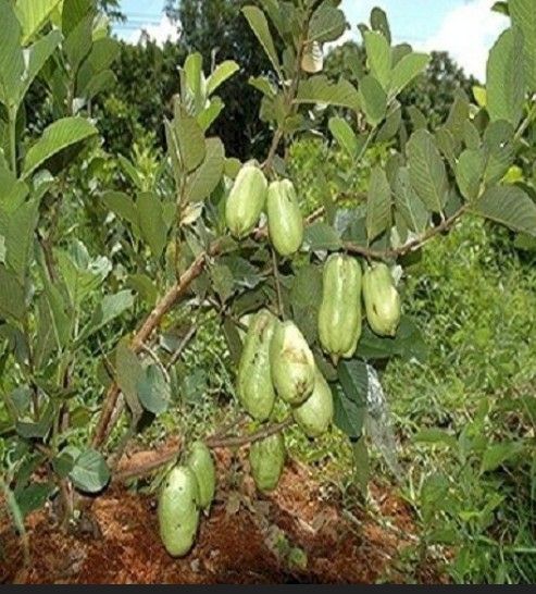 Thai Ruby Seedless Guava