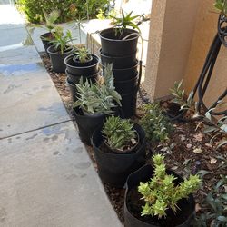Plants $12 each