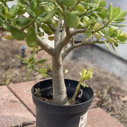 Jade Plant