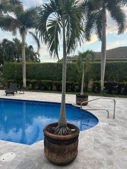 Pair Of tall palm Trees 