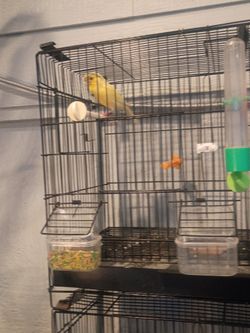 Jaula de pájaros