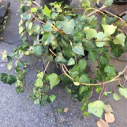 Ivy In Large Pot Decorative Green Plant Drought Tolerant