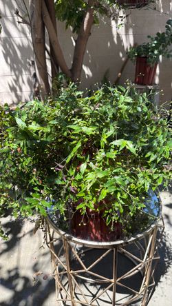 Bridal veil plant