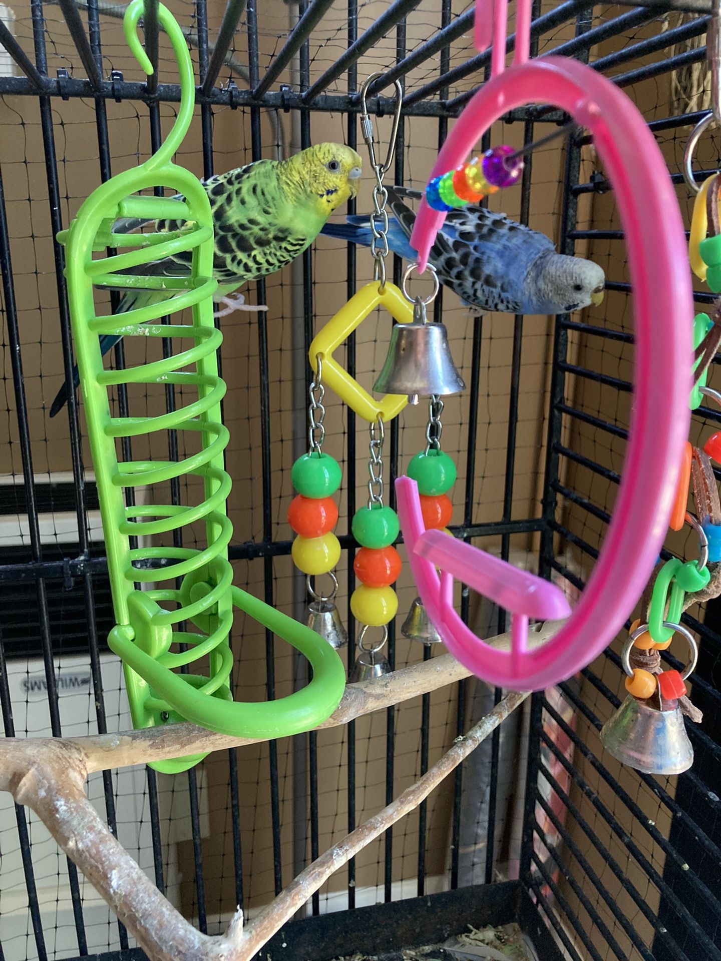 Parakeets With Iron Cage And Accessories 