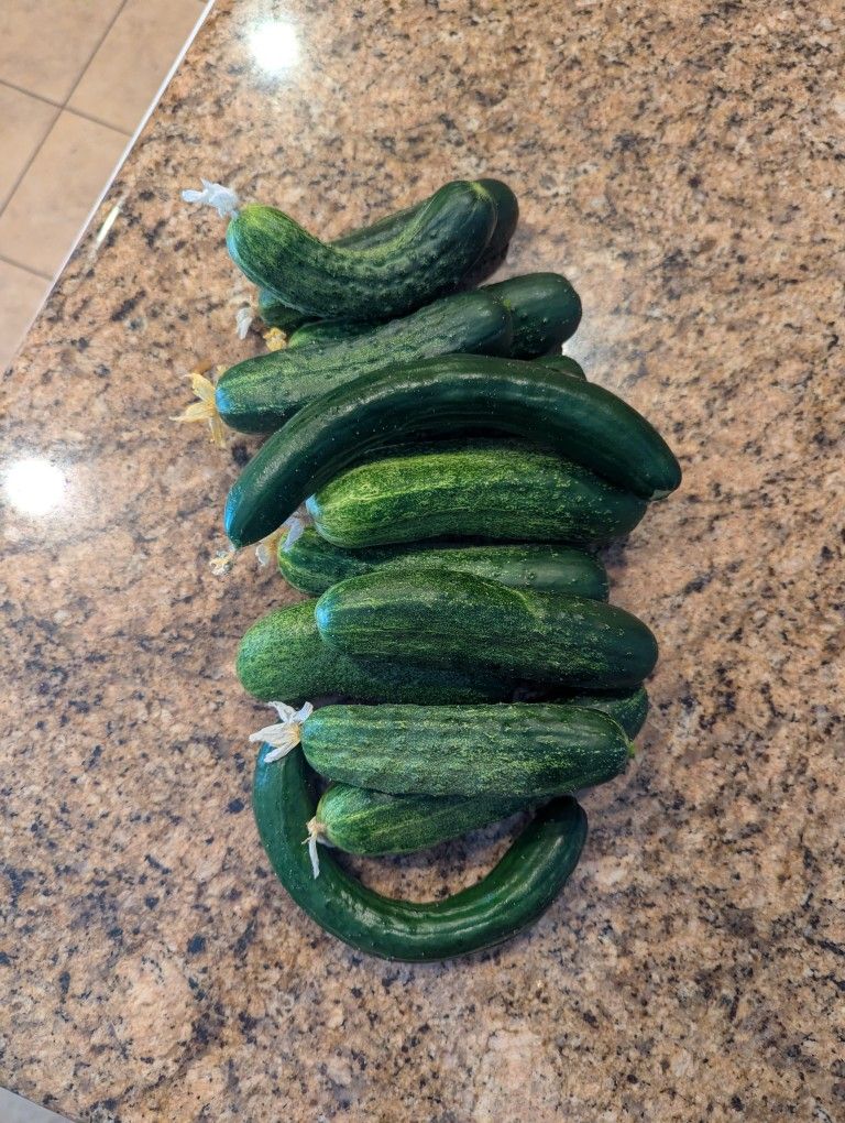 Free Cucumbers