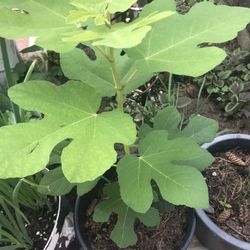 Fig Tree 