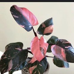 Pink Princes Philodendron 