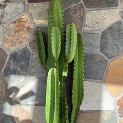 5’ Cactus Cutting Ready For Planting 