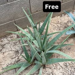Free Aloe
