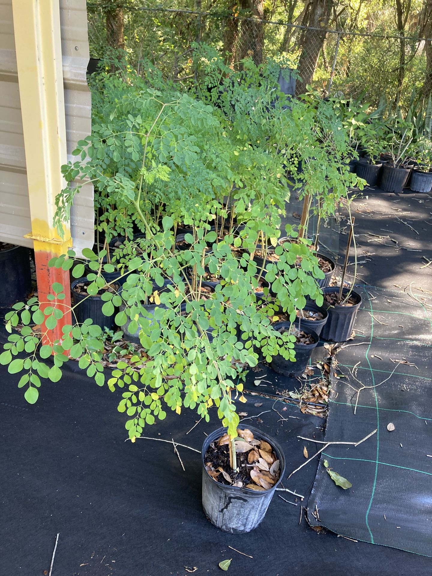 Moringa three