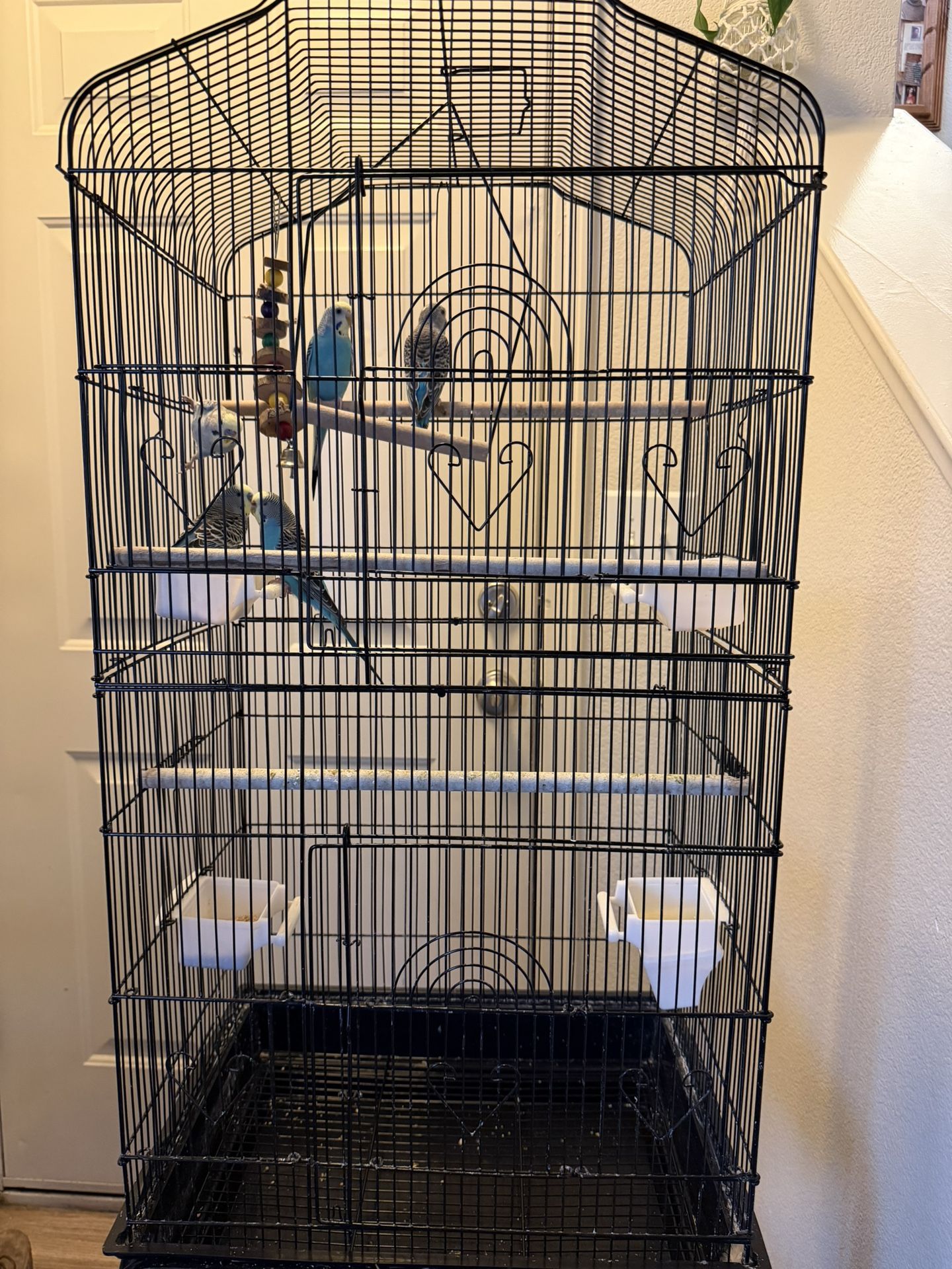 Bird Cages 
