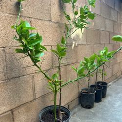 Sweet Lemon/Chanh Ngọt
