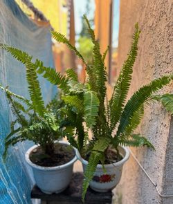 Fern Plants.  Plantas De Elechos