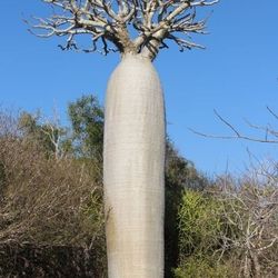 LIVE PLANT 2ft Pachypodium rutenbergianum - Madagascar Palm Boadaka Bontaka - SHIPPED FROM SUNNY FLORIDA