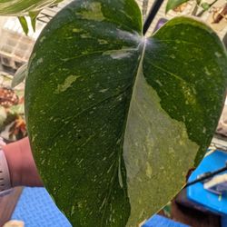 Monstera Thai Constellation 