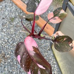 Philodendron Pink Princess 