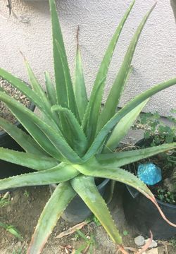 Aloe Vera ( savila)