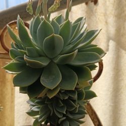 Succulent And Red Pot .