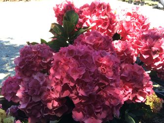 Flores y plantas de venta