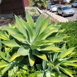 Attn Gardeners Aloe Succulents From $15 and UP