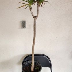 Drago de Madagascar plant