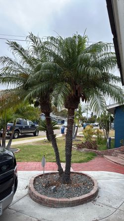 Palm tree