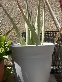 Huge Aloe