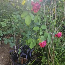 Rose Tree 