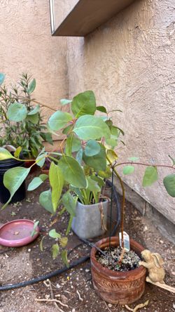 Eucalyptus tree in pot with bunny