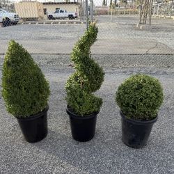 Boxwood Topiary