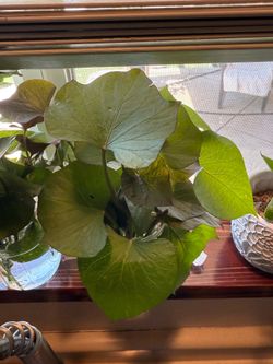 Rooted sweet potato slips; sweet potato cuttings; garden, gardening, organic food