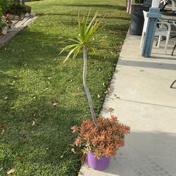 3 Gallon Pot With Medium Size Palm With Succulents 