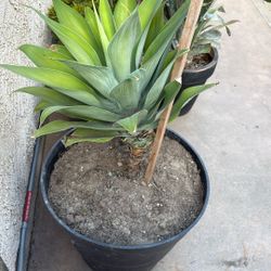 Agave Plant 