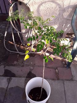 Planta de moringa