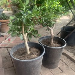 2 Lucky Jade Money Friendship Succulent Plant 🌱 