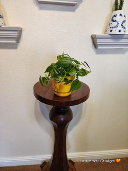 Heartleaf Philodendron 