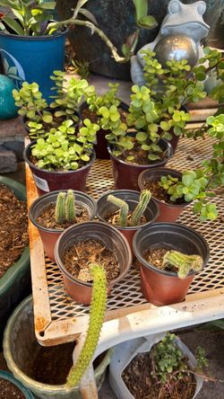 Baby Plants, easy to live in Arizona