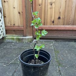Organic plant gooseberry