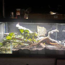 40 Gallon Paladarium (pond) 