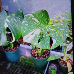 Monstera Thai Constalation $50!!!Plants 