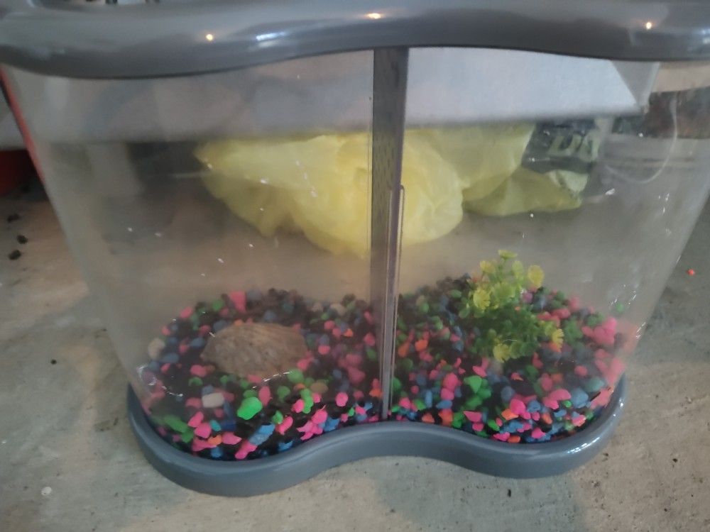 Divided Beta Tank. Holds Two Fish No Fighting