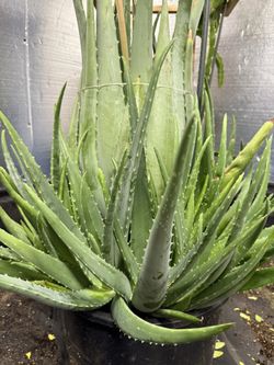 Aloe